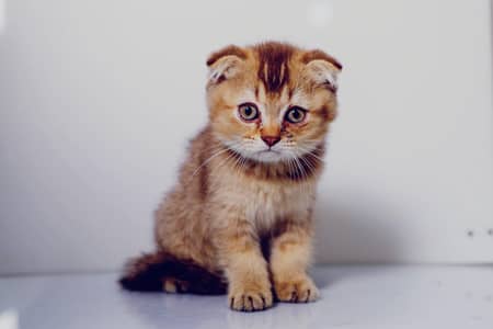 Scotish Fold kittens