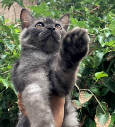 persian grey cat for sale