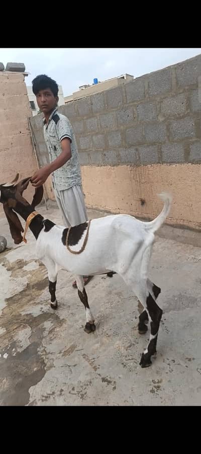 kamiri bakra khassi