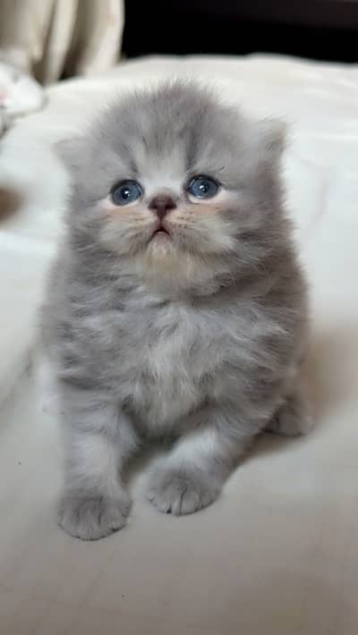 Persian Kitten for Sale