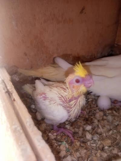 Cocktail Common Red Eyes Chick's for sale