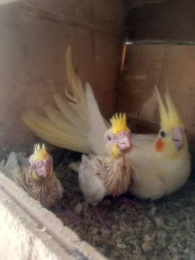 Cocktail Common Red Eyes Chick's for sale