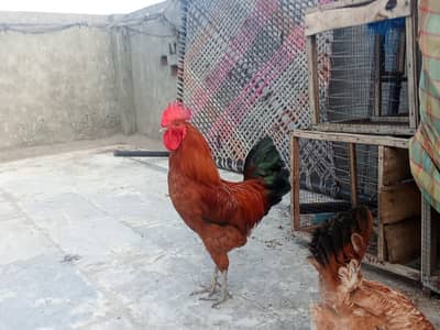 1 murgi or 1 murga for sale gar ka balahowa hai pure Desi hai
