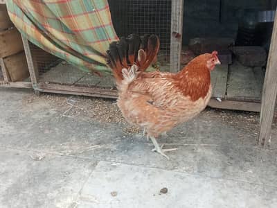 1 murgi or 1 murga for sale gar ka balahowa hai pure Desi hai