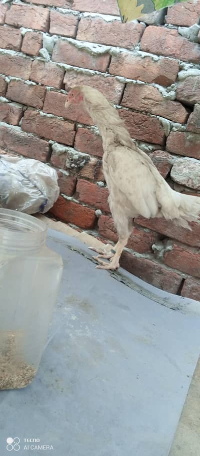 aseel wait murgi