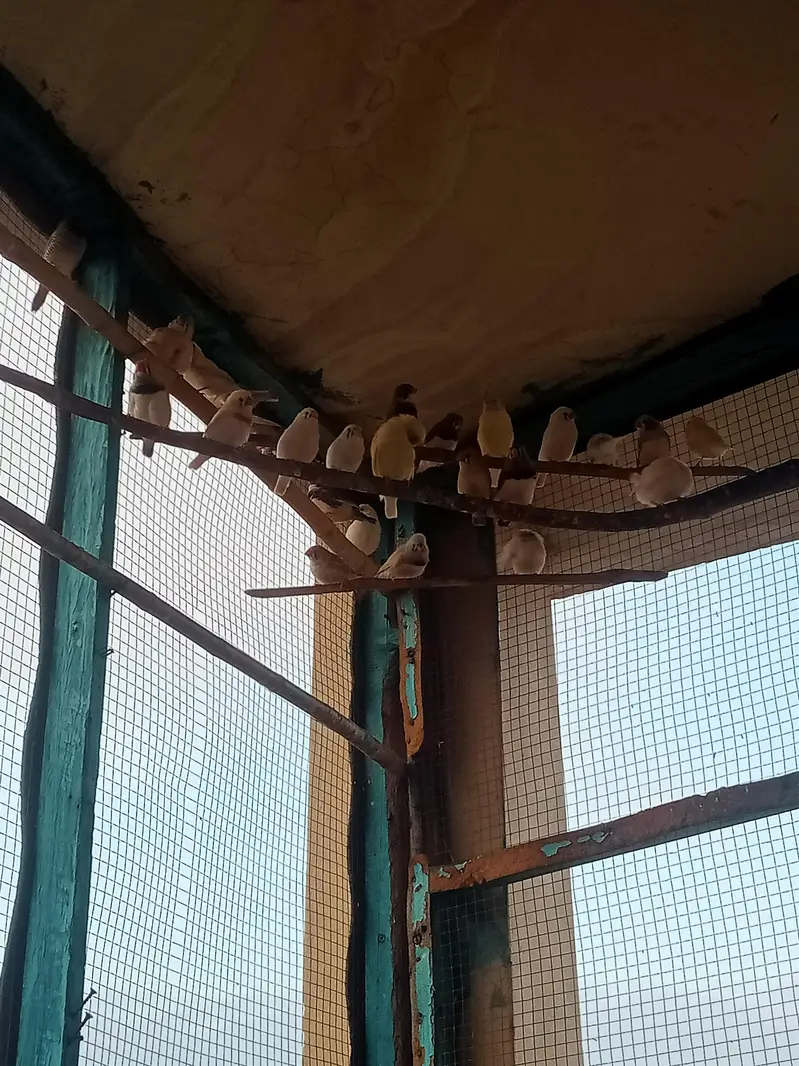 finches — photo 2