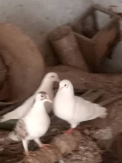 Bhai Sara hi pigeon good Hain