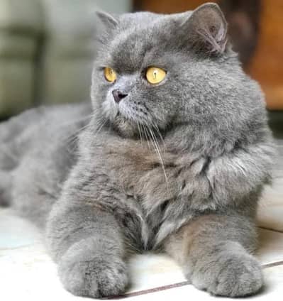 Persian cat