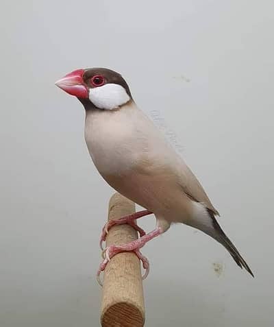 fawn java dark head breeder male