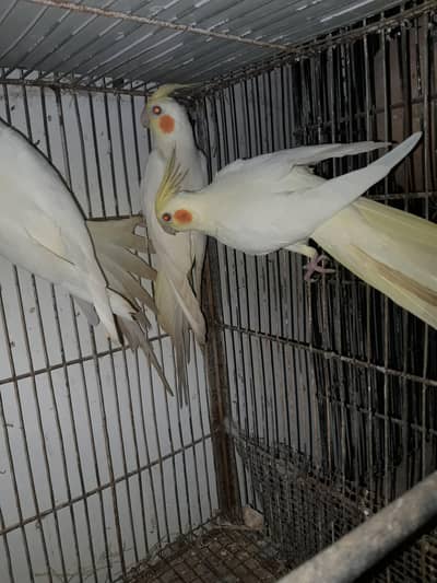 Cream Cockatiels Pathay