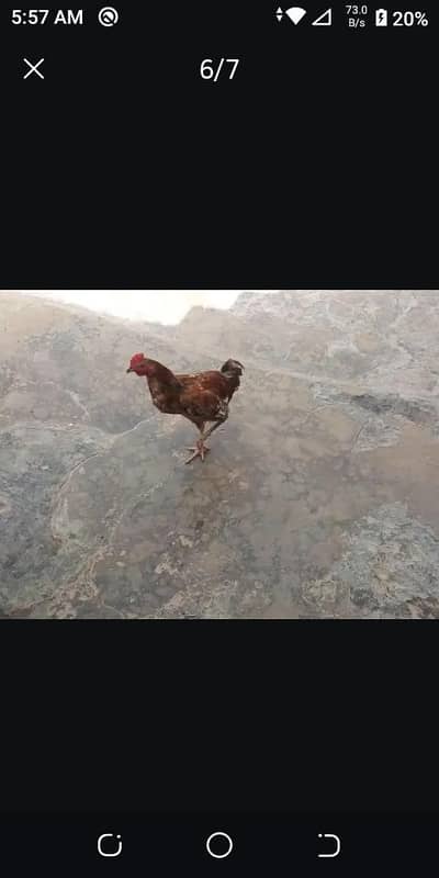 I'm selling hen pair