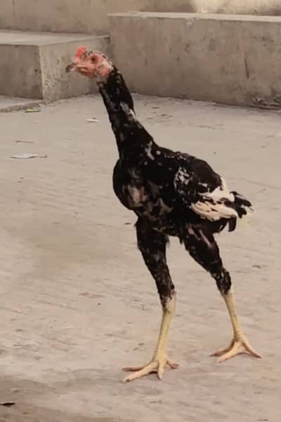 Aseel breed