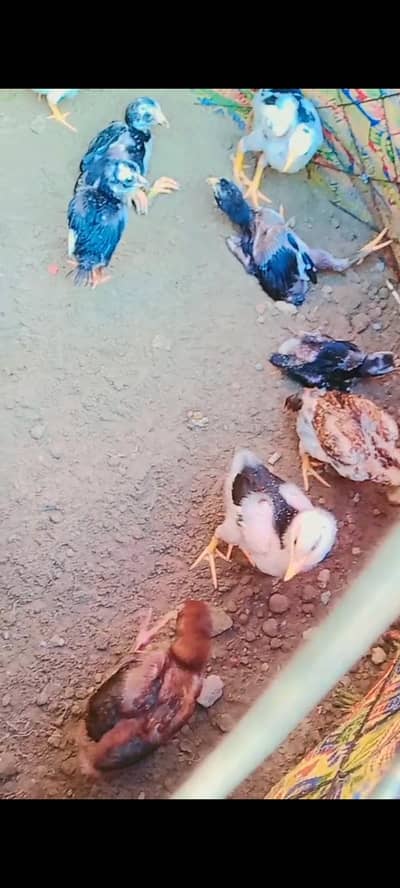 pure Turkish hint and minwali cross breed