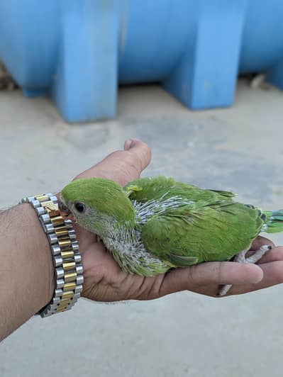 Green Ringneck Chicks (Bolny Wala tota)