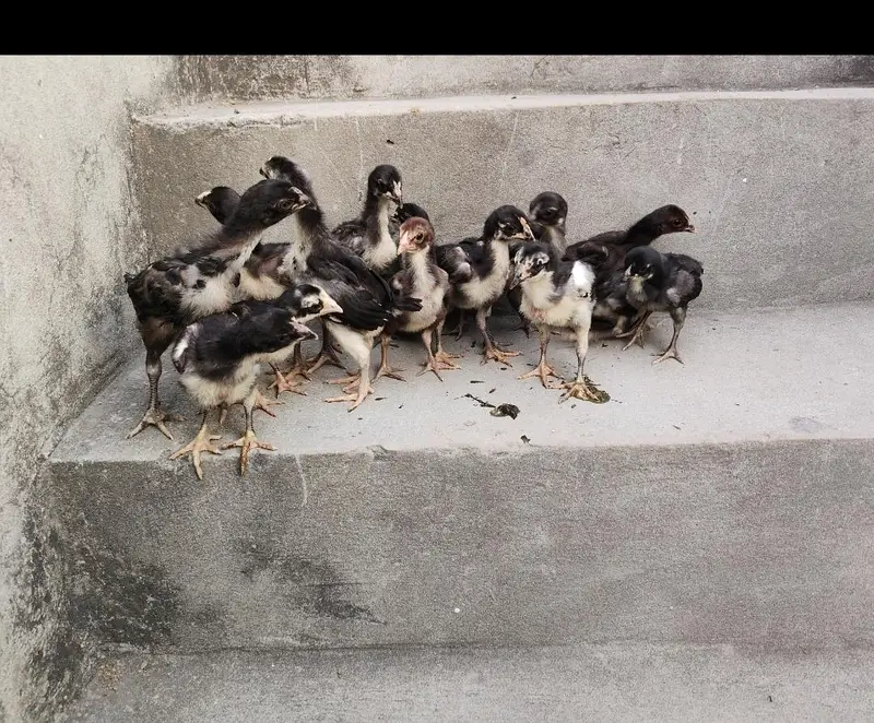 Dragon x thai aseel — photo 3