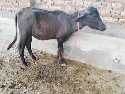 aik buffalo+ kata for sale