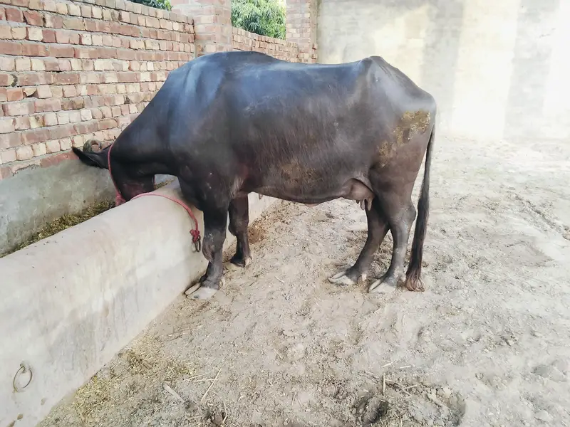 aik buffalo+ kata for sale — photo 2