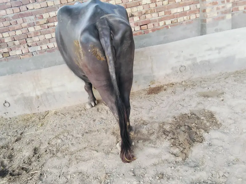 aik buffalo+ kata for sale — photo 3