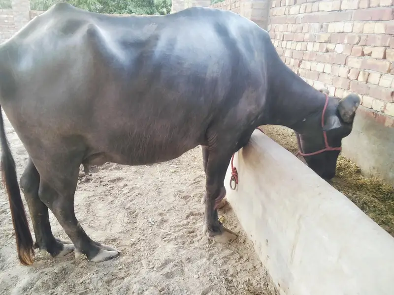 aik buffalo+ kata for sale — photo 4