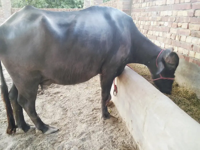 aik buffalo+ kata for sale — photo 5