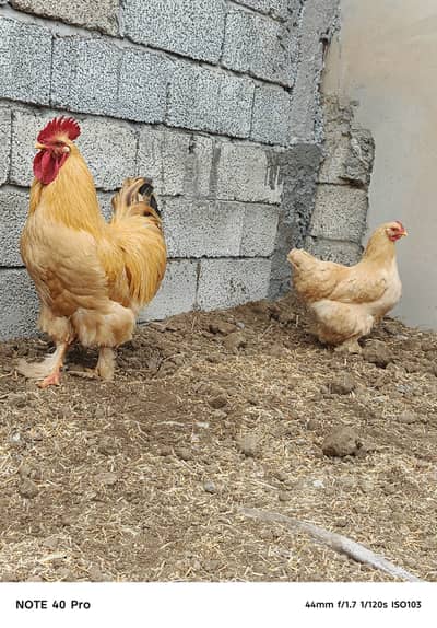 Golden Heavy buff chicks for sale.