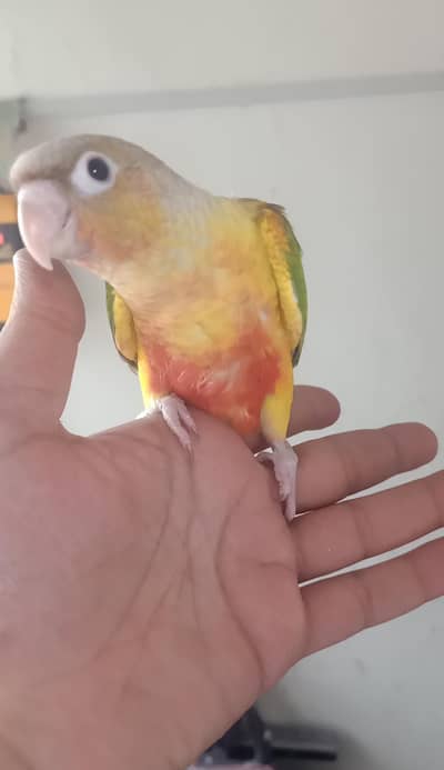 Conure chicks for sale
