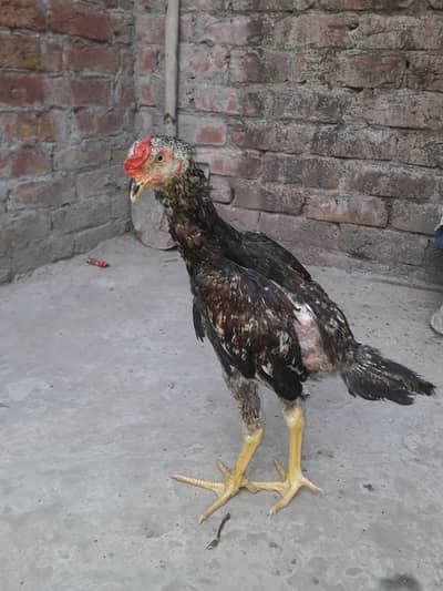 Aseel chick's