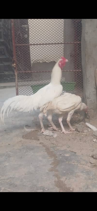 paper white aseel heera breeder pair available