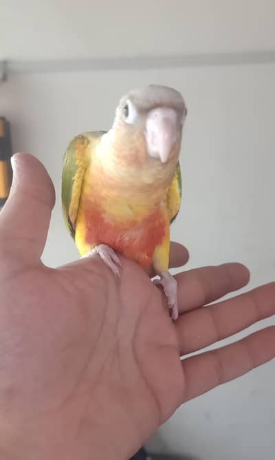 Conure chicks for sale