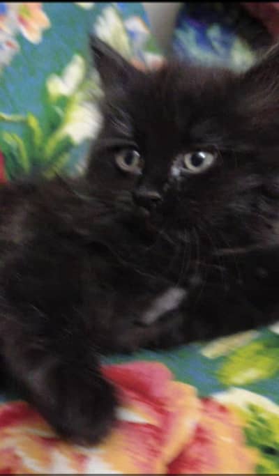 kittens for sales