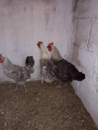 Lohman brown, Lohman black, Egyptian Fayomi