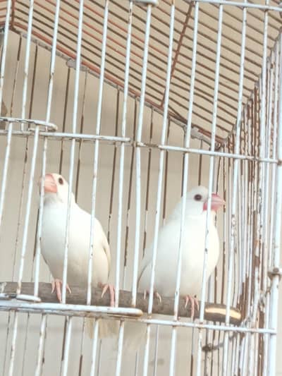 lovebirds for sell