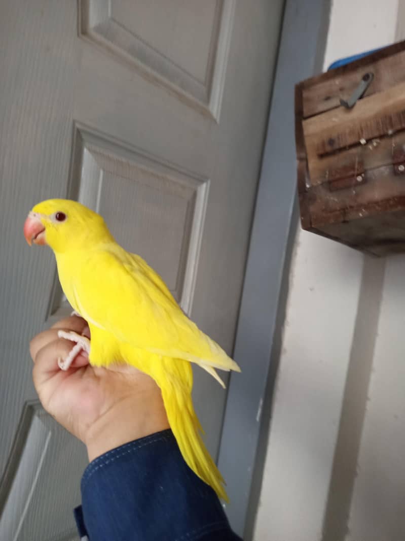 Yellow ringneck 0