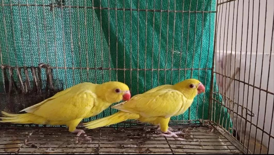 Yellow ringneck 1