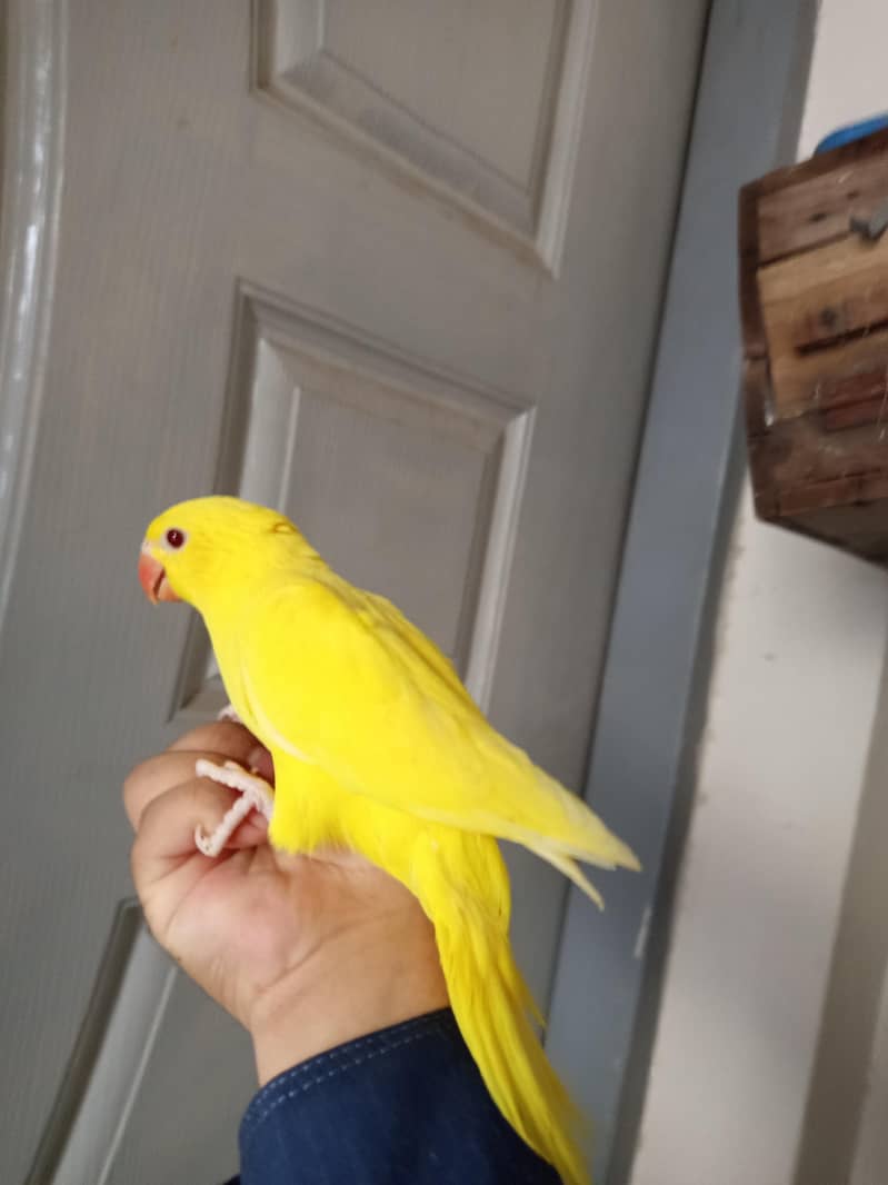 Yellow ringneck 2