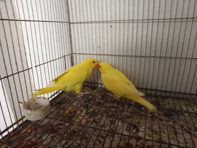 Yellow ringneck 3