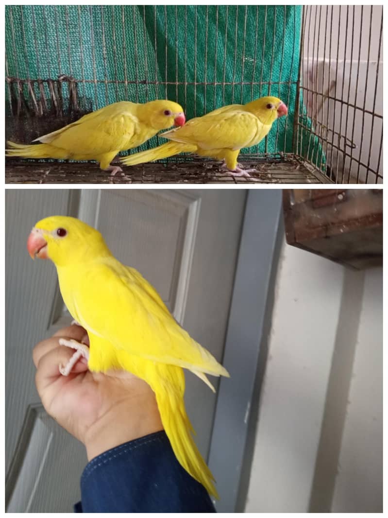 Yellow ringneck 4