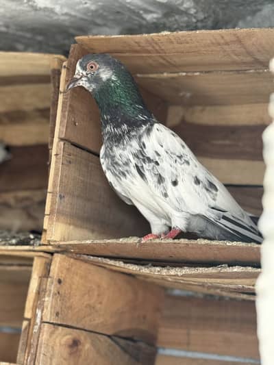 Teedy,Golden baby pigeons.