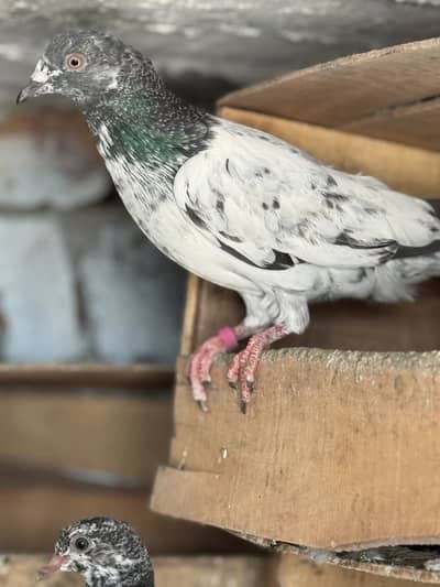 Teedy,Golden baby pigeons.