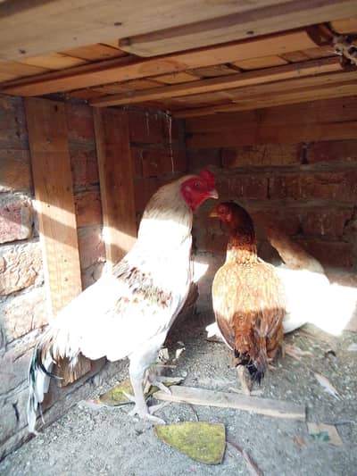 Assel Murgia for sale 3000 per pice