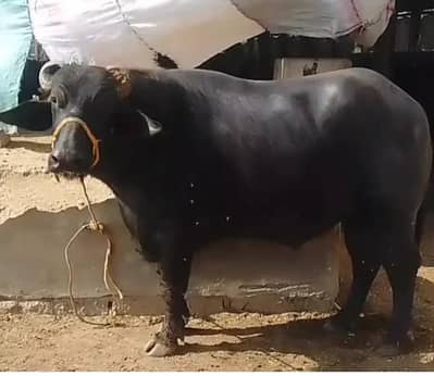 breeder pada pure khundhi nasal for sale