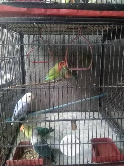 lovebirds available