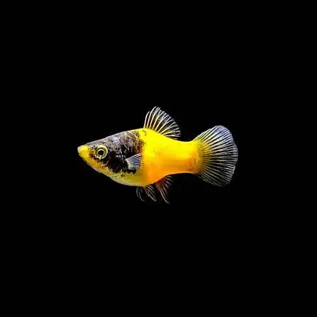 Aquarium fish guppies mollies platty gold fish sharks stock available — photo 8