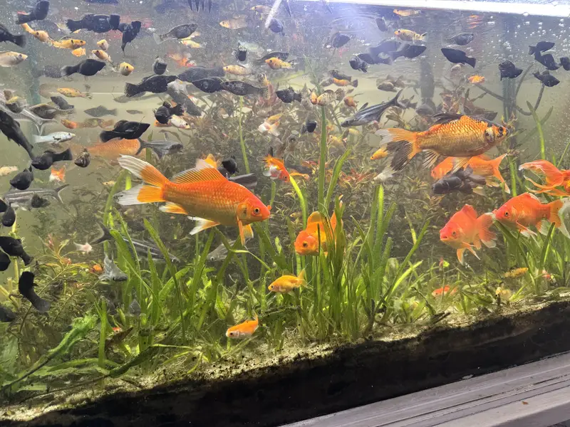 Aquarium fish guppies mollies platty gold fish sharks stock available — photo 9