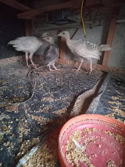 Turkey chicks