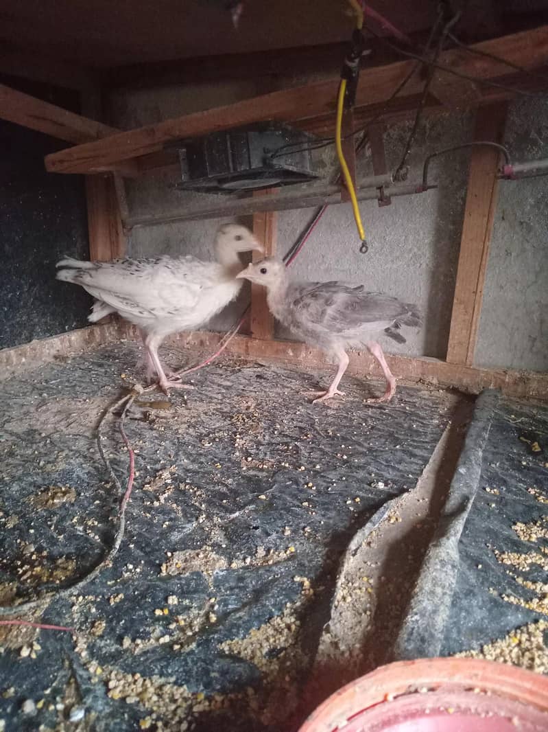Turkey chicks 1