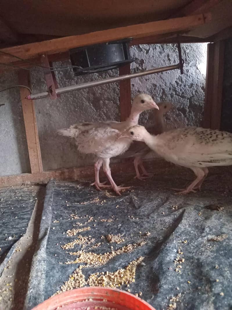 Turkey chicks 2