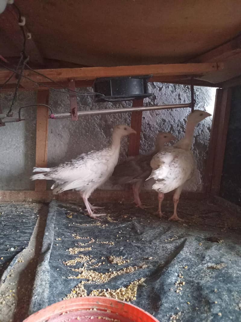 Turkey chicks 3