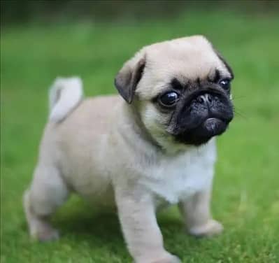 Pug puppies 92@3305406115
