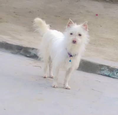 Russian Zero Size Male For Sale